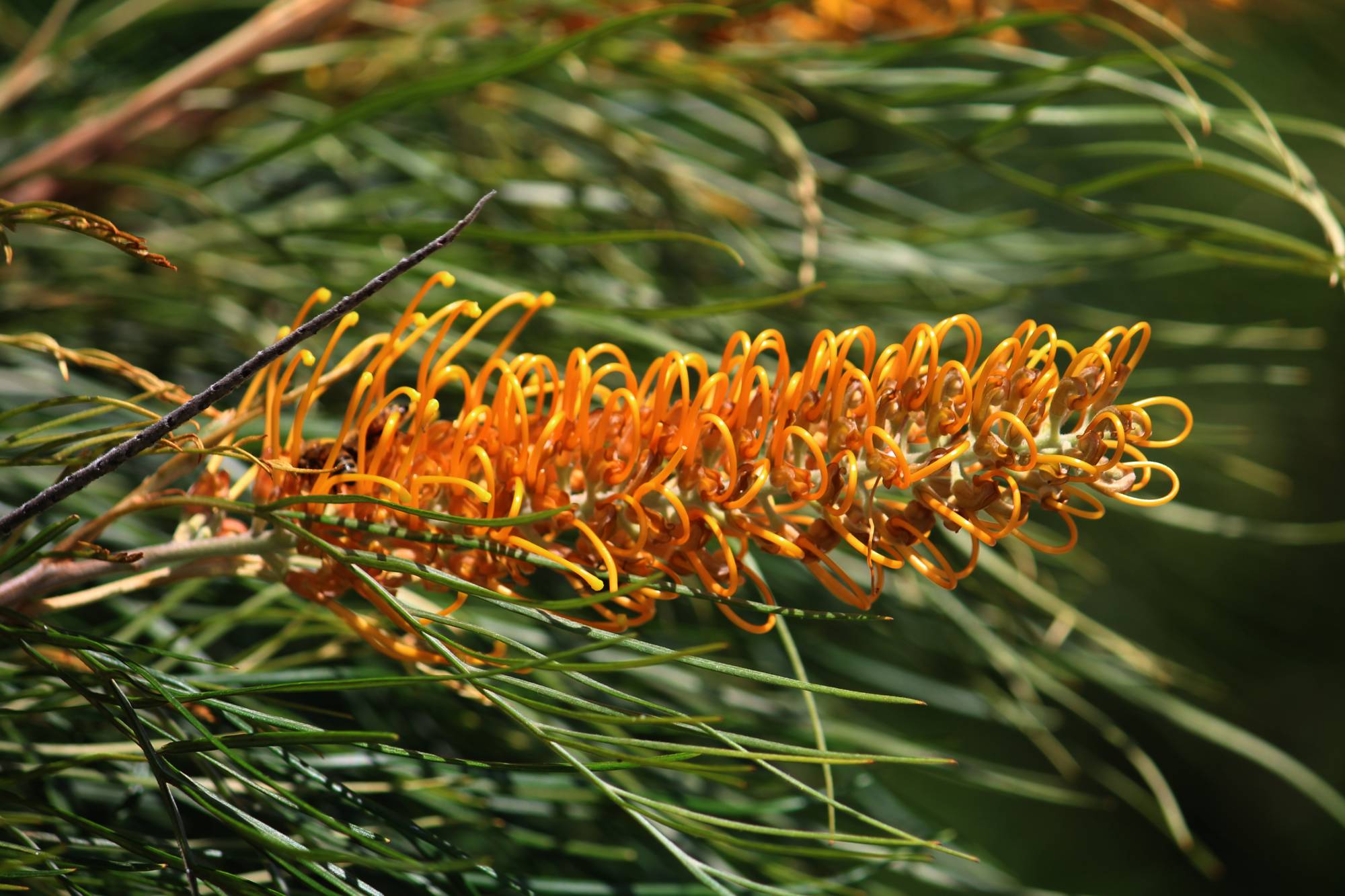 Honey Gem Grevillea flower growing on a tall shrub with deeply divided dark green foliage. The flowers are orange / yellow in colour and offer nectar that wild birds love.