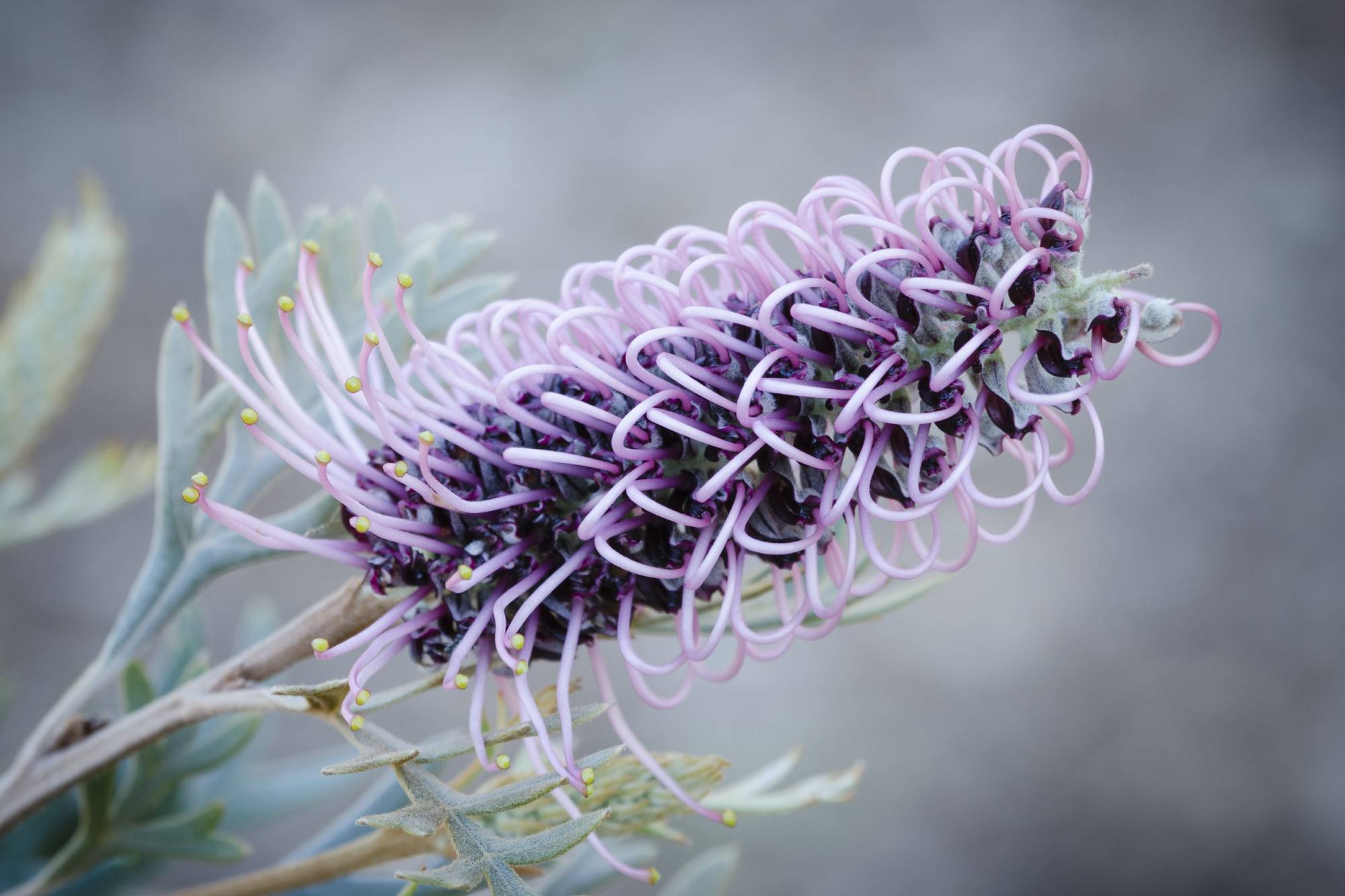 Grevillea 'Dorothy Gordon' is a large new australian shrub which bears mauve blooms for most of the year to attract honey eaters, birds and possums. Flowers are useful for floral arrangements.