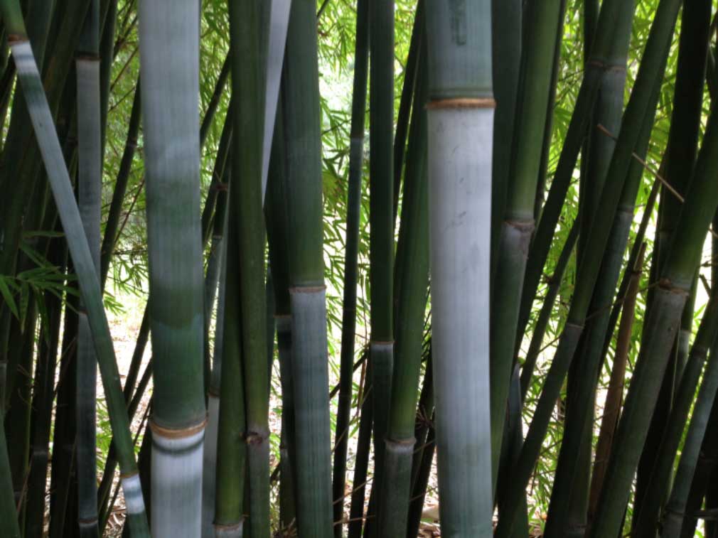 Barbaletta Bamboo