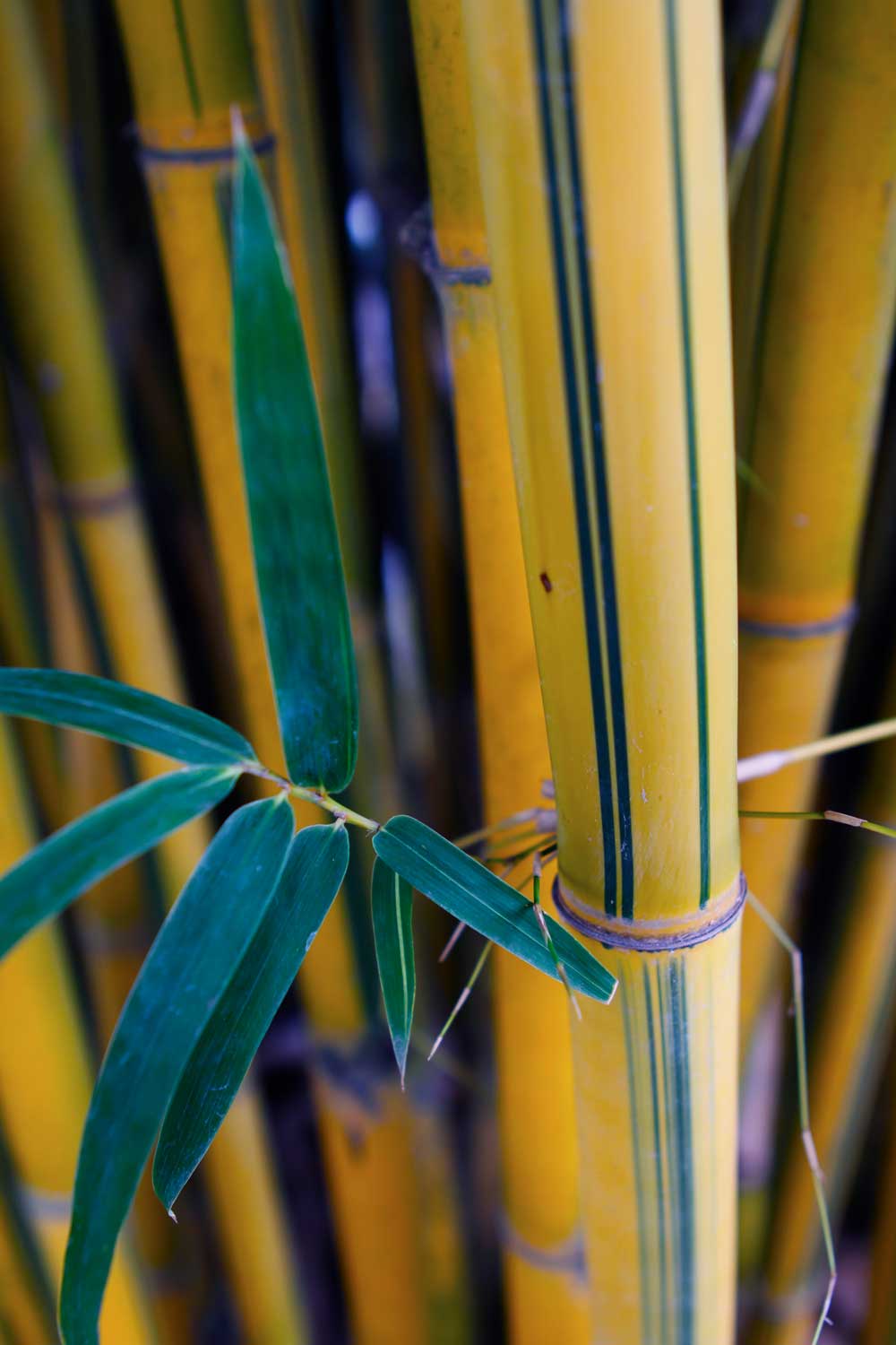 Chinese Gold Bamboo