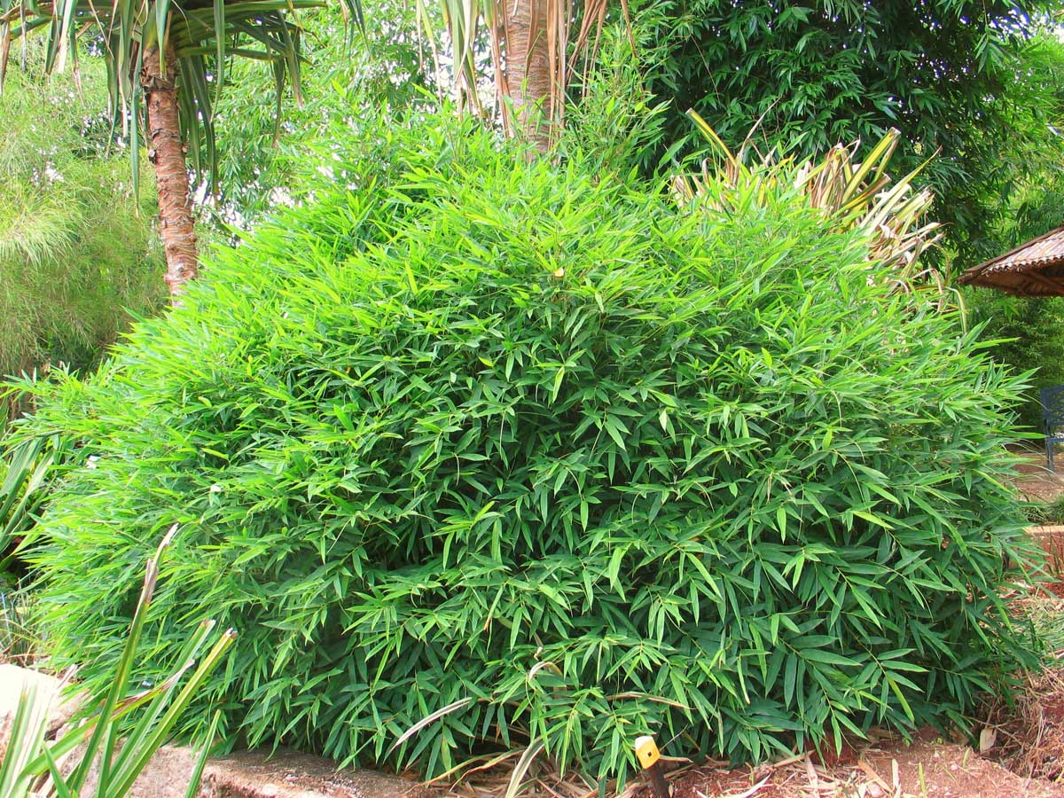 Chinese Dwarf Bamboo