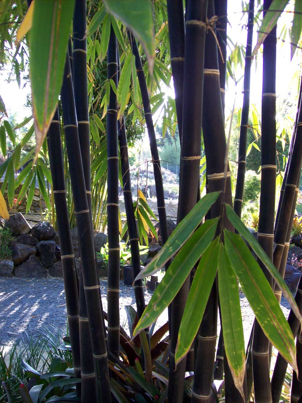 Java Black Bamboo